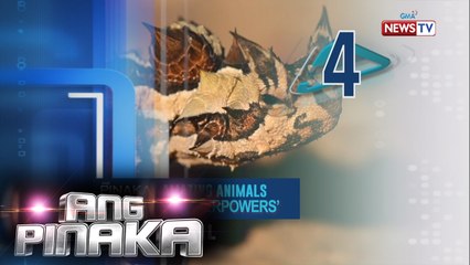 Ang Pinaka: Amazing animals with 'Superpowers'