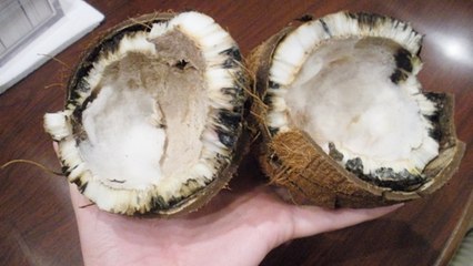 पूजा का नारियल खराब निकलना शुभ है या अशुभ | Myth behind spoiled coconut in pooja | Boldsky