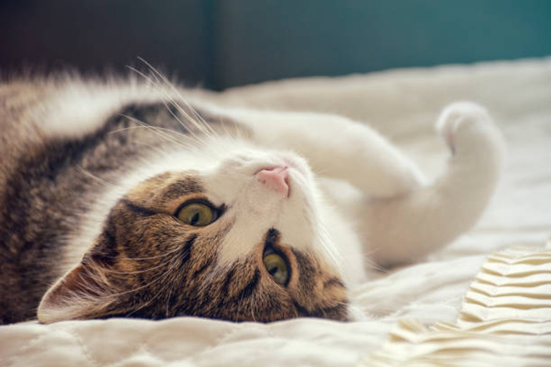 Científicos desarrollan vacuna contra la alergia a los gatos