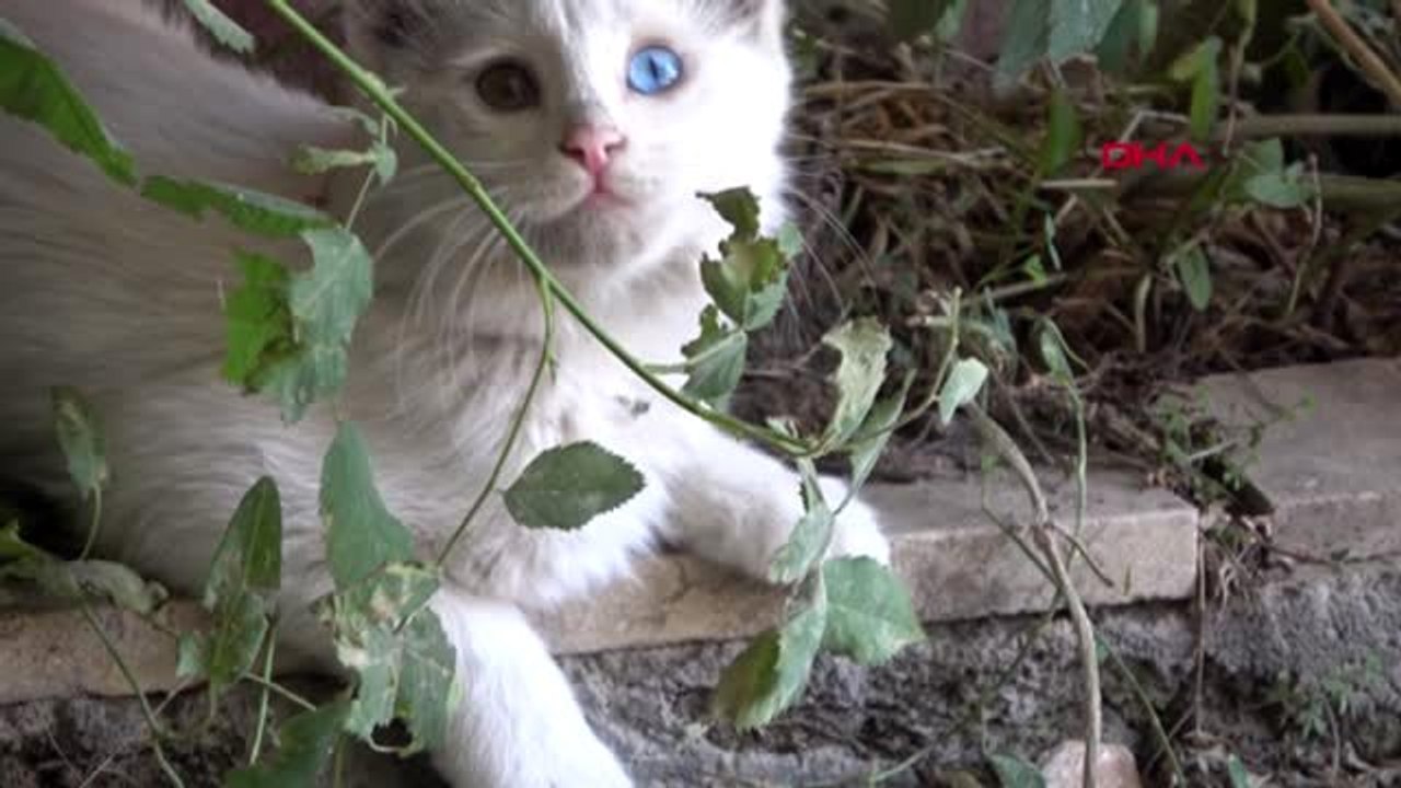 HAKKARİ KAHVERENGİ SOKAK KEDİSİ, VAN KEDİSİ DOĞURDU