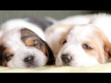 2 Week Old Basset Hound Puppies Nap On a Yellow Blanket