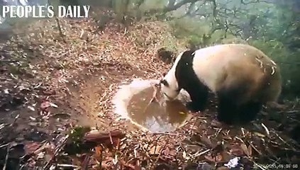 Su birikintisi bulan pandanın keyfi yerinde