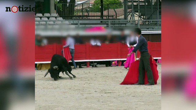 Orrore alla scuola di corrida: il giovane toro si accascia sotto il peso della stanchezza | Notizie.it
