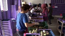 Kraliçe inciri üreticinin yüzünü güldürdü...İhracatta hedef 38 milyon dolar