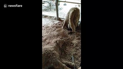 Thai Golden Retriever buries his lazy sister in soil after she refuses to play