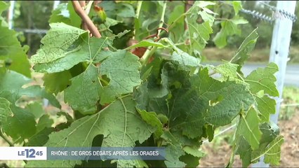 Météo : des orages de grêle font d'importants dégâts dans le Beaujolais