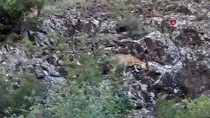 Artvin’de yaban keçisi sürüsü kameralara yakalandı