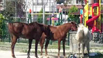 Düzce’de başıboş dolaşan atlar vatandaşları tedirgin ediyor