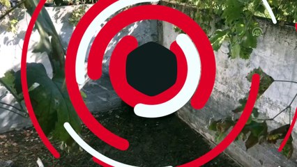 Anne ve yavru ayılar kurtarıldı