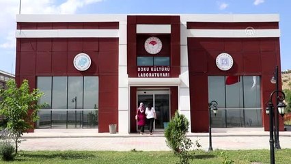 Nesli tükenmekte olan bitkiler laboratuvarda yetiştiriliyor