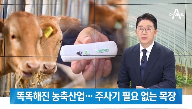 IoT 기술로 똑똑해진 농축산업…주사기 필요 없는 목장