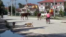 Düzce'de başıboş dolaşan atlar vatandaşları tedirgin ediyor
