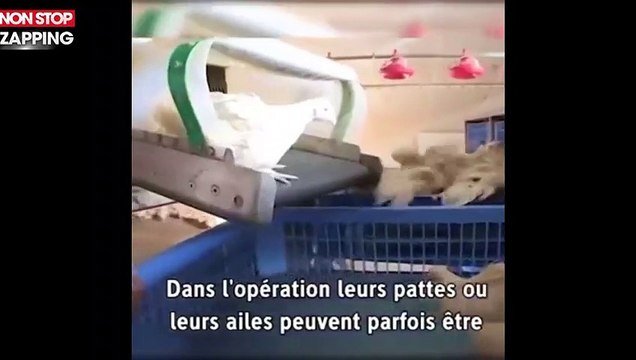 Guillaume Canet : l'acteur alerte sur les conditions d'élevage intensif de poulet (vidéo)