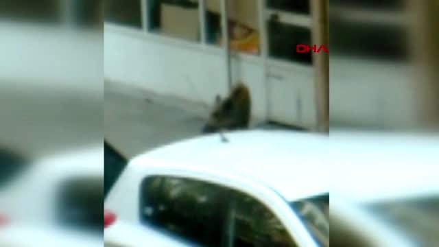LOKANTA ÇALIŞANININ ŞEHRE GETİRDİĞİ YABAN DOMUZU, APARTMANDA YAKALANDI