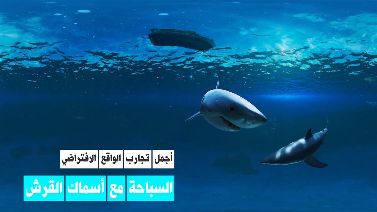 السباحة مع أسماك القرش