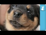 Cuddle With A Baby Rottweiler Puppy - Puppy Love