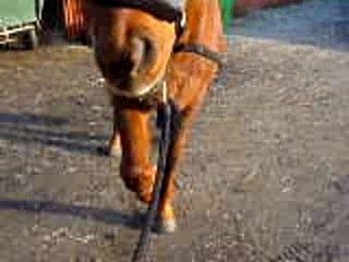 mon cheval pietro du loir 4 ans