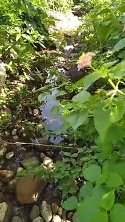 Nature view