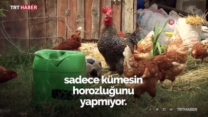Bahçesinde beslediği horoz futbol tutkunu çıktı