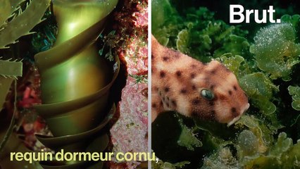 Ces requins qui pondent des œufs