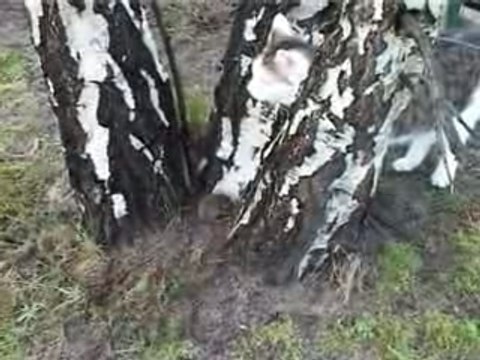 Jouer au chat et à la souris