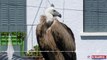 SAVOIE: Capture du vautour à Aix-les-Bains : « Je l’ai gardé contre moi avant qu’il ne se débatte trop »