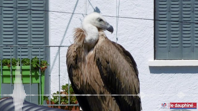 SAVOIE: Capture du vautour à Aix-les-Bains : « Je l’ai gardé contre moi avant qu’il ne se débatte trop »