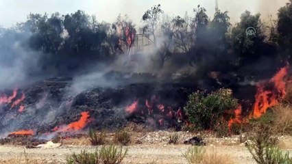 Gazipaşa'da bir zeytinlik ile 4 sera yandı - ANTALYA