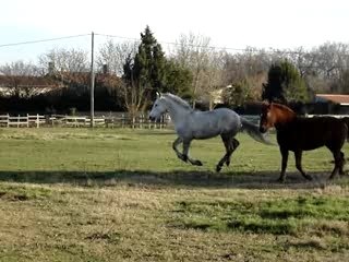 Chevaux au galop