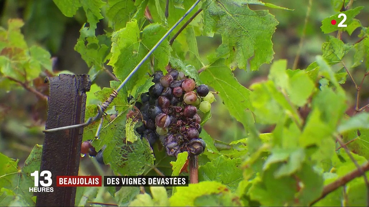 Beaujolais : des vignes touchées par les intempéries