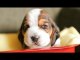 Basset Hound Puppies In A Tiny Wagon