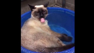 Funny Cats Acting Weird