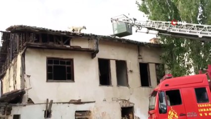 Çatıda mahsur kalan köpeği itfaiye kurtardı
