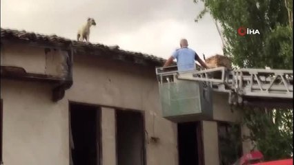 Çatıda mahsur kalan köpeği itfaiye kurtardı