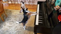 Buddy Mercury! Singing piano pup is back with his new song