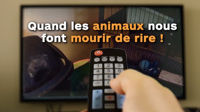 Quand les animaux nous font mourir de rire !