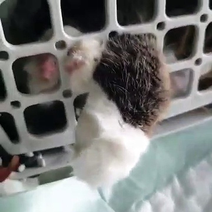 La réaction de cet hibou qui a peur de voyager va vous faire rigoler !