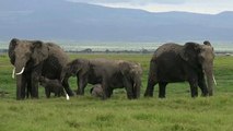 Les zoos pourraient se voir interdire d'acheter des éléphants sauvages