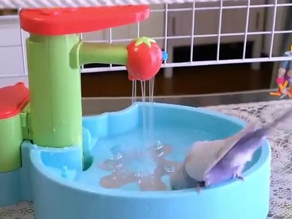 Ce petit oiseau a une magnifique mini salle de bain. Admirez !