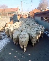 Ces chèvres défilent ensemble avec beaucoup d'élégance. Trop cute !