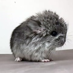 Ce bébé chinchilla va vous faire sourire. Trop mimi !