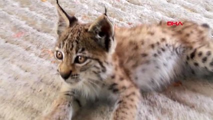 BİTKİN BULUNAN YAVRU VAŞAĞA KORUMA