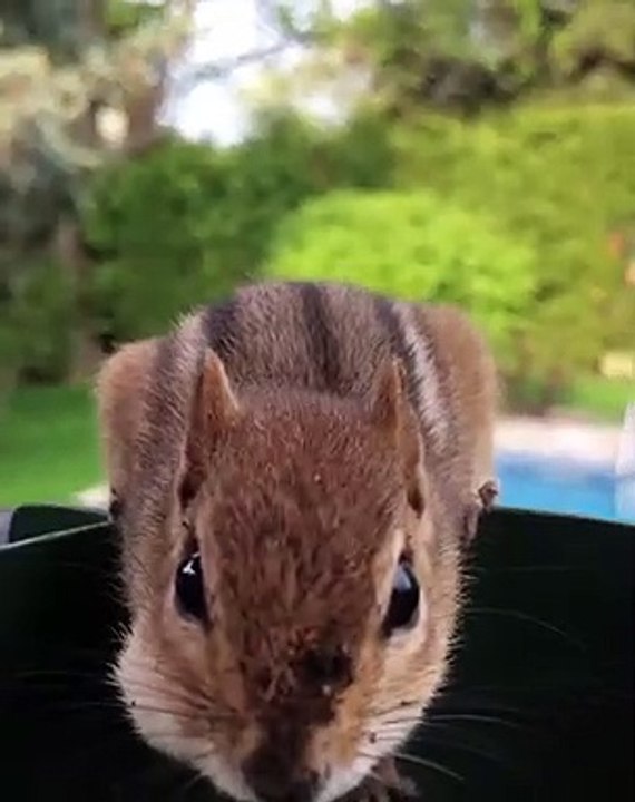Quand un chipmunk mange tout seul, voici ce que ça donne !