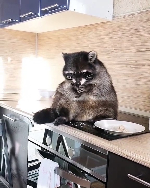 Voilà ce qui arrive lorsqu'un Raton laveur vole une assiette de riz !