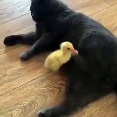 Cette chatte noire ne veut pas jouer avec son poussin. Marrant !