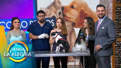 Aprende a cepillar correctamente los dientes de tu perro. | Venga La Alegría