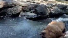 Ce chiot prend du bon temps tout près du fleuve. Trop cute !