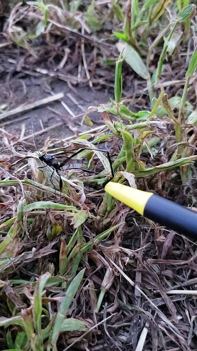 Man Discovers Terrifying Unknown Insect