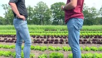 عائلات هولندية تنشئ مزرعة جماعية عضوية لمواجهة التغير المناخي