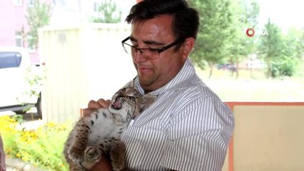 Bitkin halde bulunan yavru vaşak koruma altına alındı